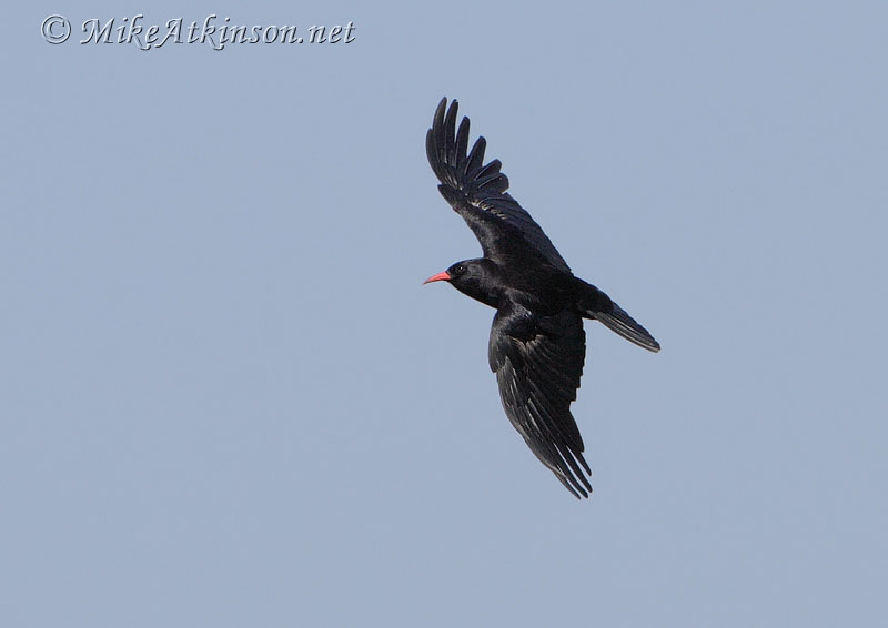 Chough