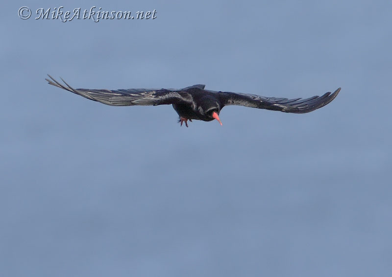 Chough
