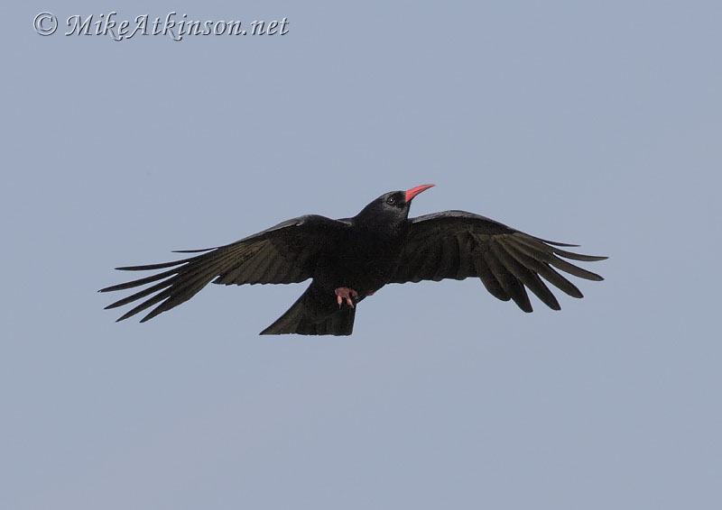 Chough