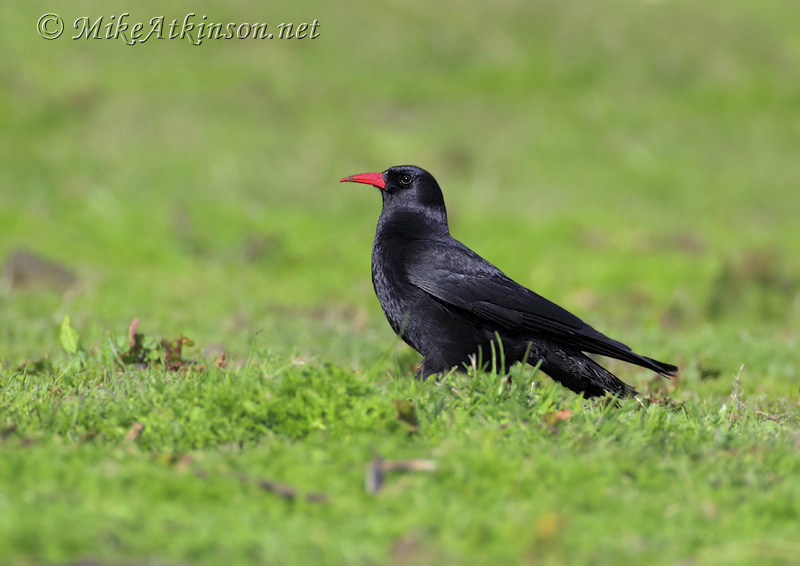 Chough