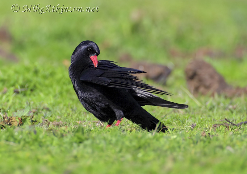 Chough