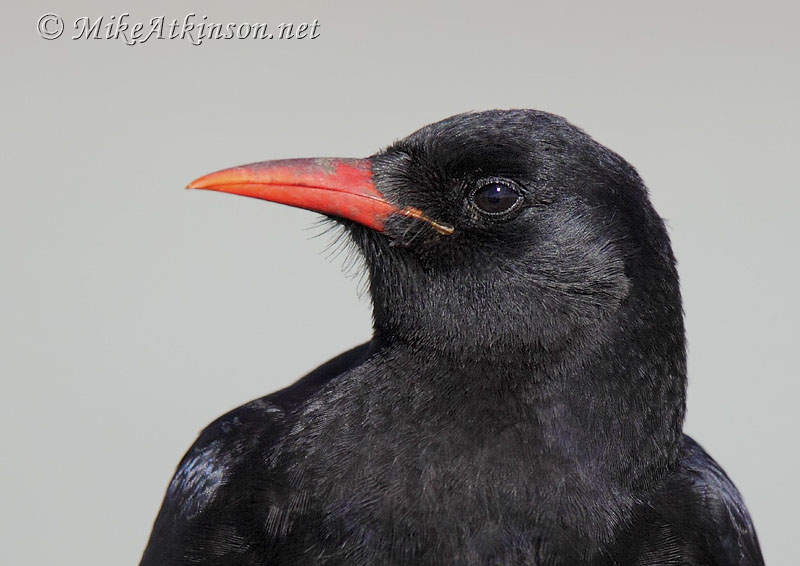 Chough