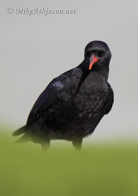 Chough