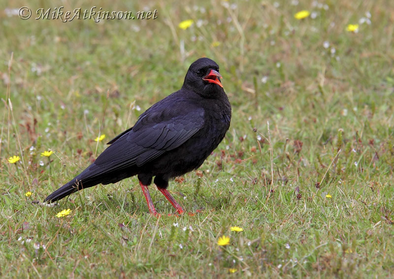 Chough
