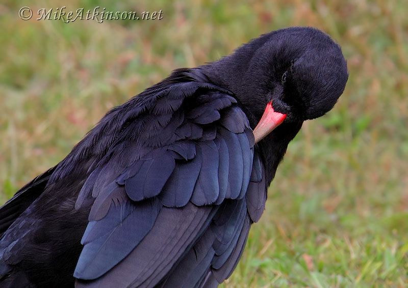 Chough