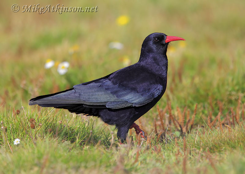Chough