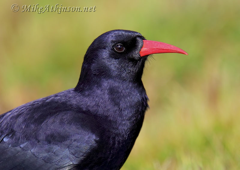 Chough