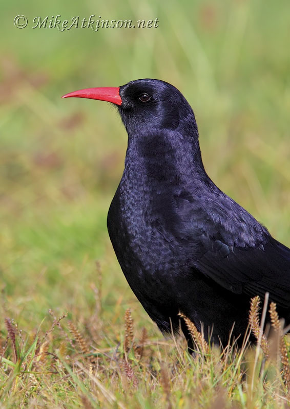 Chough