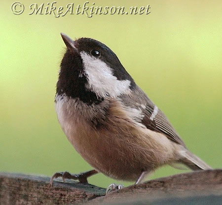Coal Tit