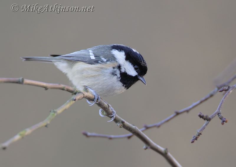 Coal Tit