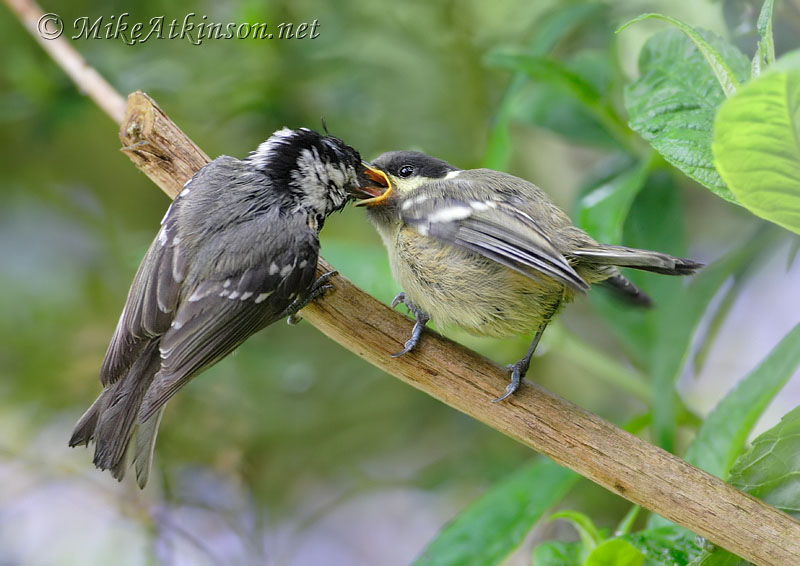 Coal Tit