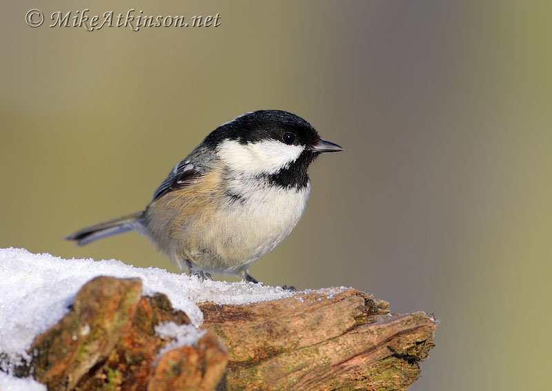 Coal Tit
