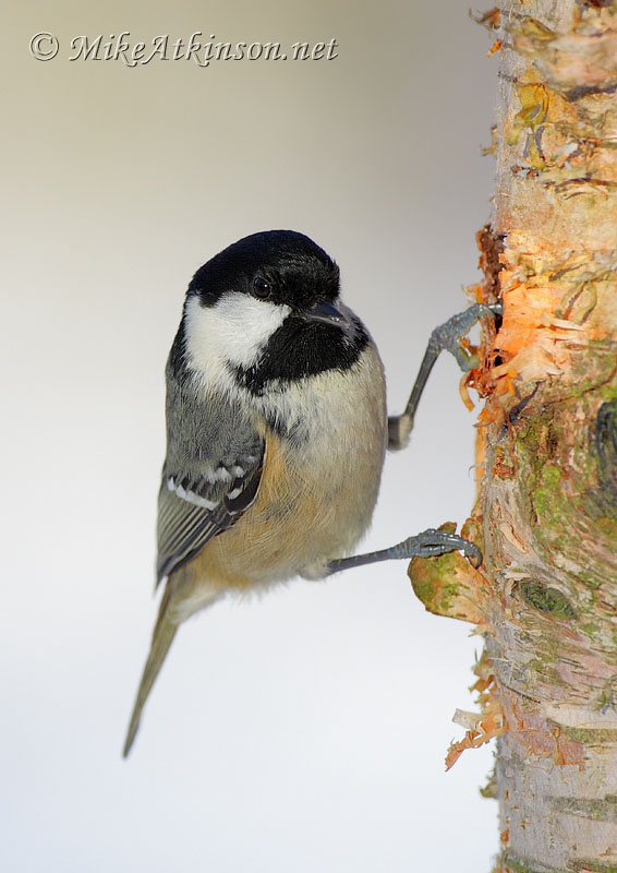 Coal Tit