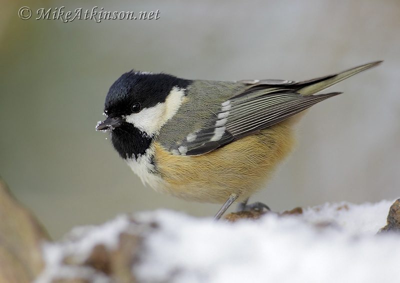 Coal Tit