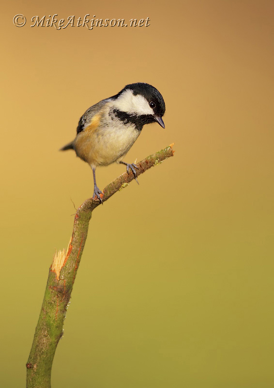 Coal Tit