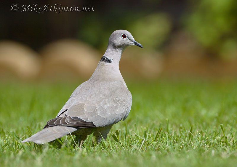 Collared Dove