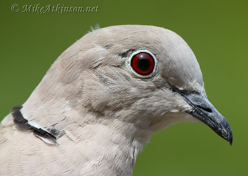Collared Dove