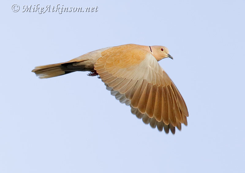 Collared Dove