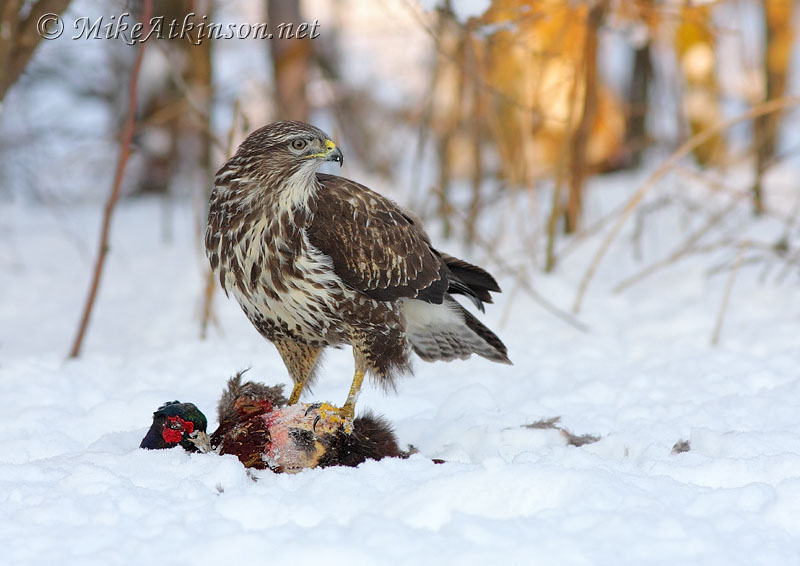 Common Buzzard