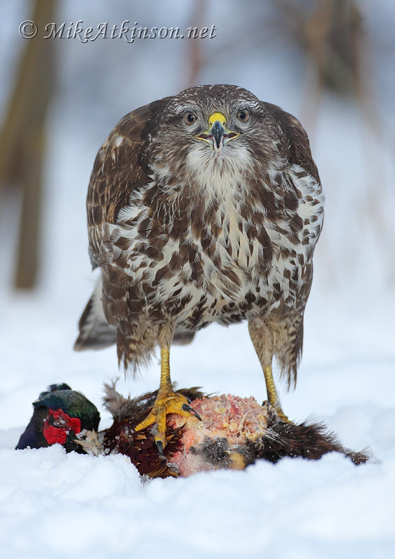 Common Buzzard