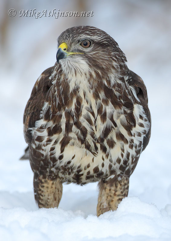 Common Buzzard