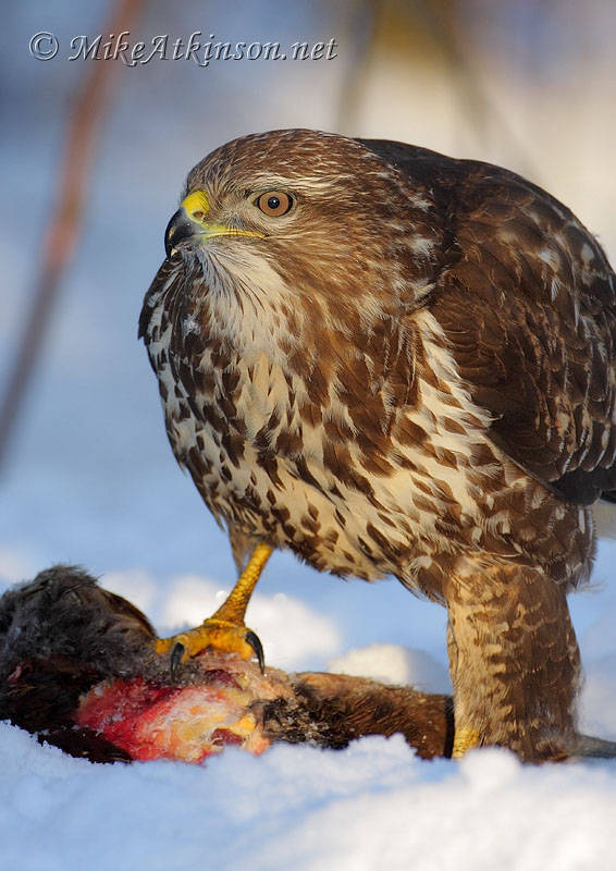Common Buzzard