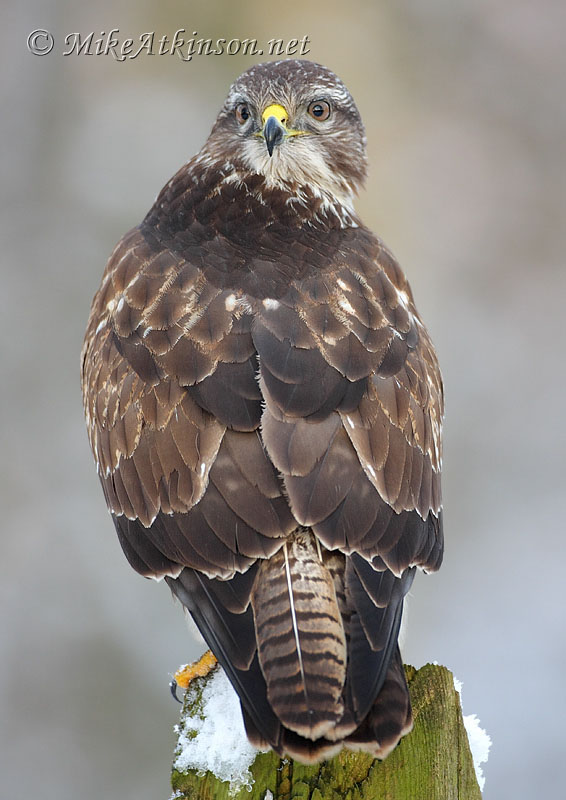 Common Buzzard