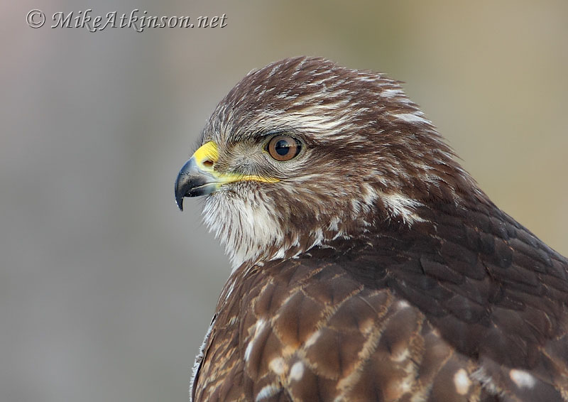 Common Buzzard