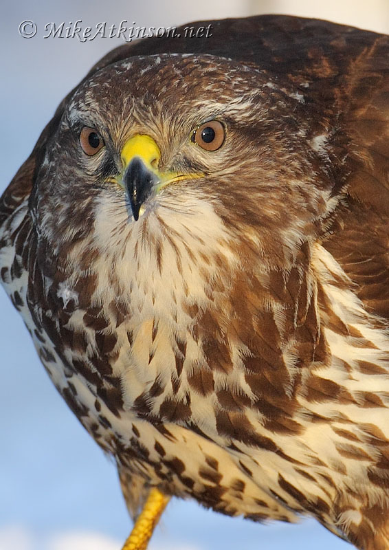 Common Buzzard