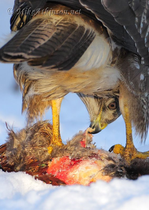 Common Buzzard