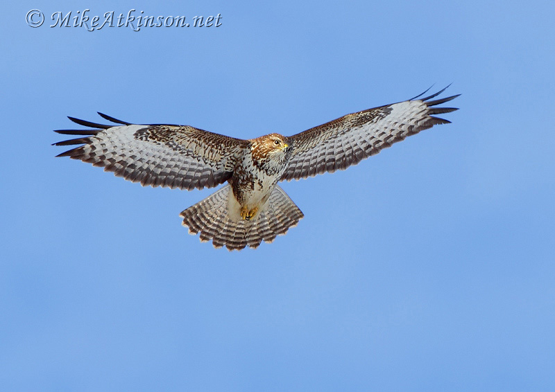 Common Buzzard