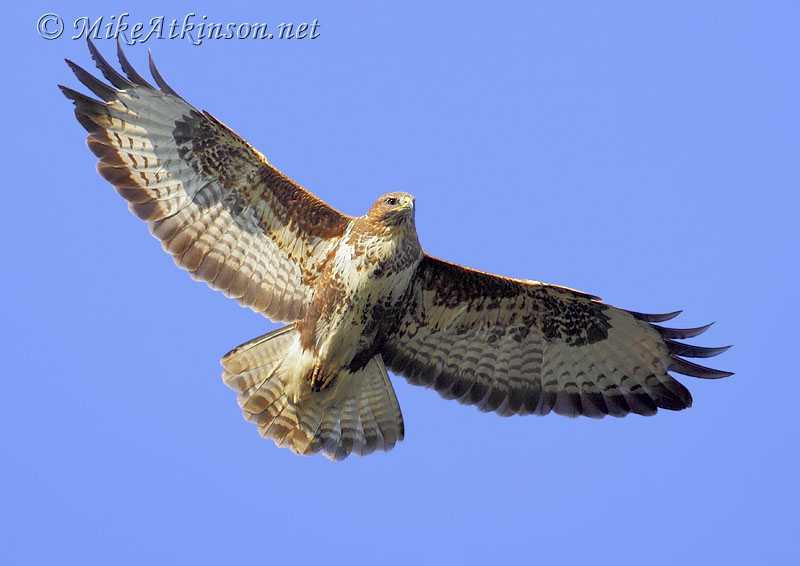Common Buzzard