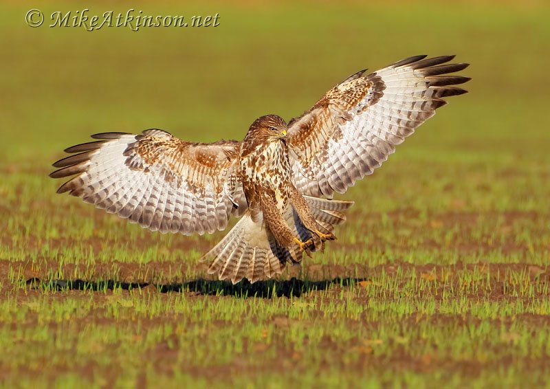 Common Buzzard