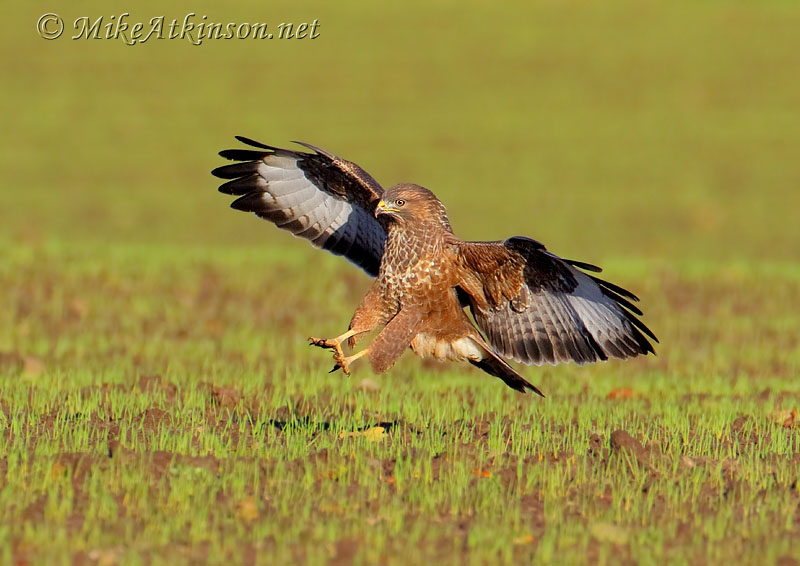Common Buzzard
