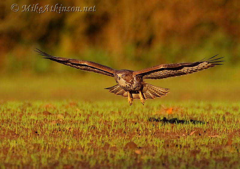 Common Buzzard