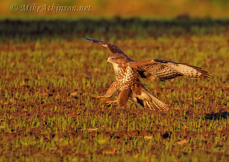 Common Buzzard