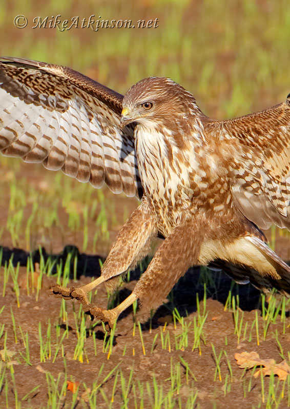 Common Buzzard