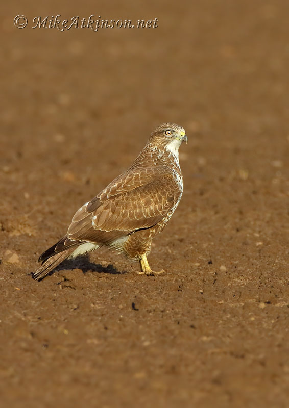 Common Buzzard