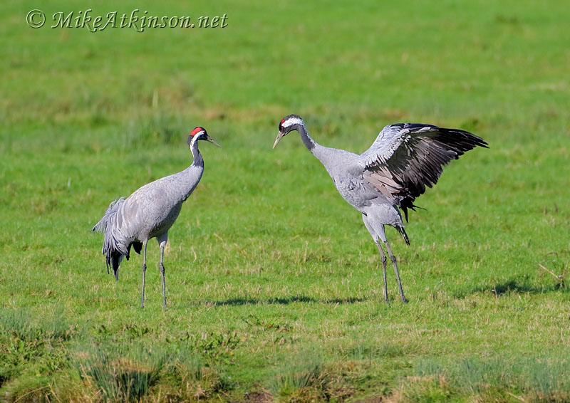 Common Crane