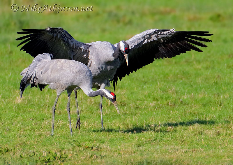 Common Crane