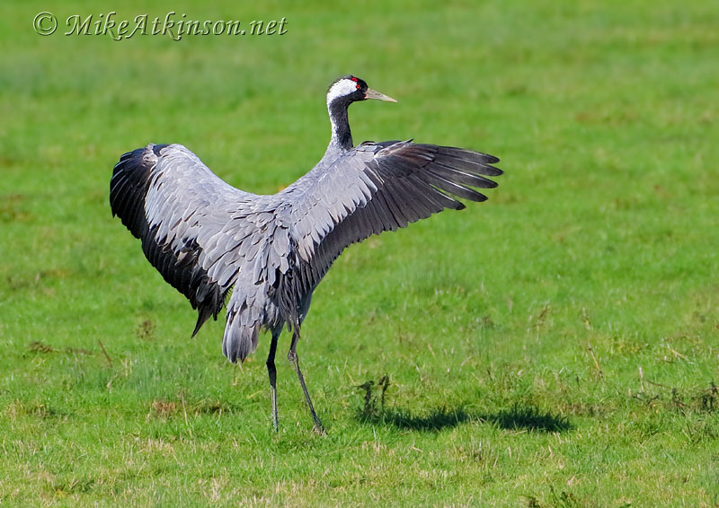 Common Crane