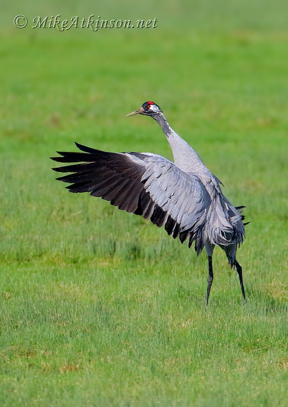 Common Crane