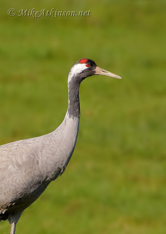 Common Crane