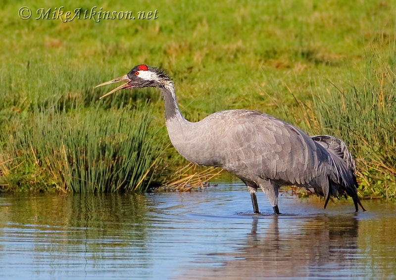 Common Crane