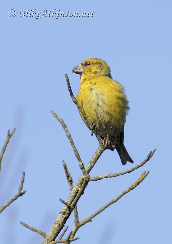 Common Crossbill