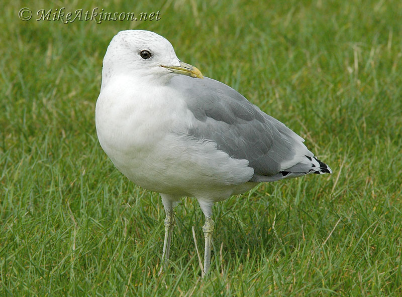 Common Gull