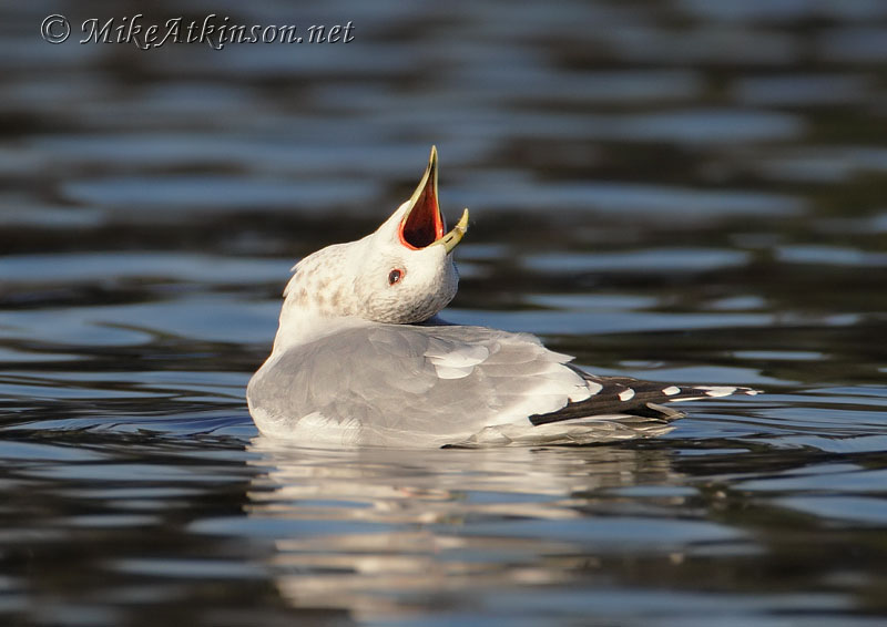 Common Gull