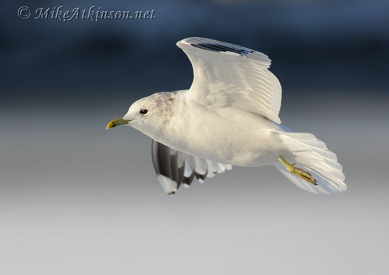 Common Gull