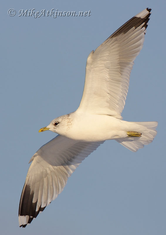 Common Gull