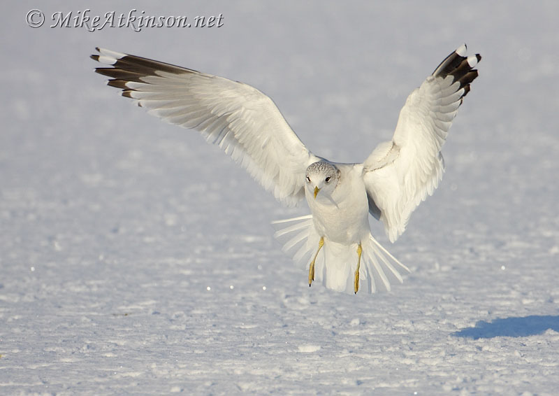 Common Gull